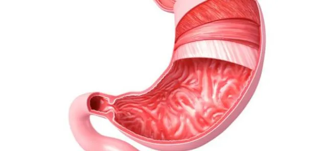 Meski Fungsi Tubuh Jadi Menurun, Tapi Tanpa 6 Organ Ini Manusia Masih Bisa Hidup Lho 9