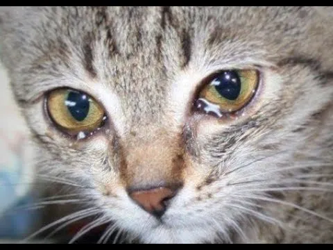 Viral Video Kucing Makan Sambil Nangis. Sebelum Ikut Baper, Intip 5 Fakta Soal Tangisan Hewan Ini 6