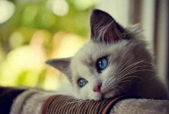 Viral Video Kucing Makan Sambil Nangis. Sebelum Ikut Baper, Intip 5 Fakta Soal Tangisan Hewan Ini 7