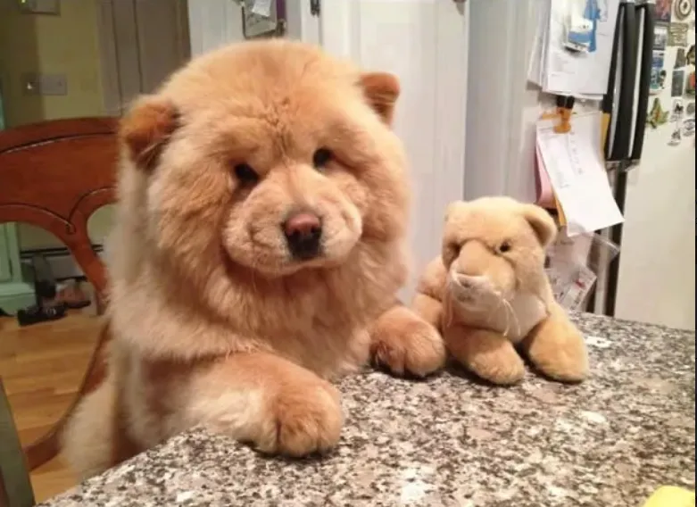 Saking Lucunya, Makhluk Ini Nggak Ada Bedanya dengan Boneka. Kamu Bisa Bedainnya Nggak? 21
