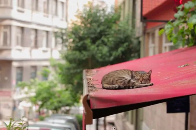 Istanbul: Kota Ribuan Kucing Liar. Jangan Kaget Kalau di Pinggir Jalan Banyak Kandang Berjejer 18