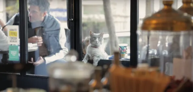 Istanbul: Kota Ribuan Kucing Liar. Jangan Kaget Kalau di Pinggir Jalan Banyak Kandang Berjejer 13