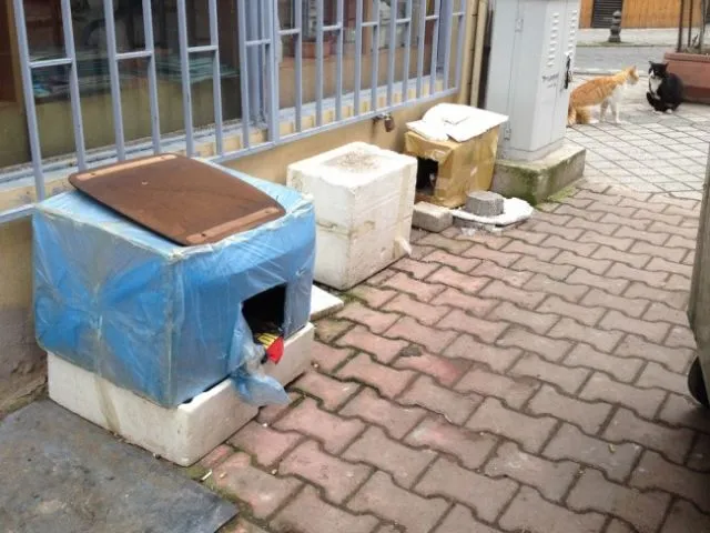Istanbul: Kota Ribuan Kucing Liar. Jangan Kaget Kalau di Pinggir Jalan Banyak Kandang Berjejer 16
