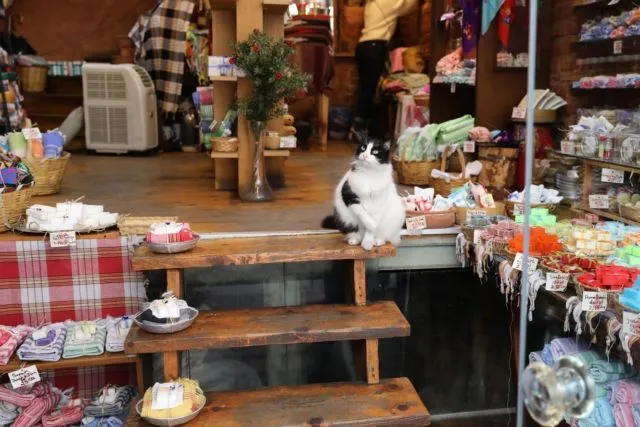 Istanbul: Kota Ribuan Kucing Liar. Jangan Kaget Kalau di Pinggir Jalan Banyak Kandang Berjejer 17