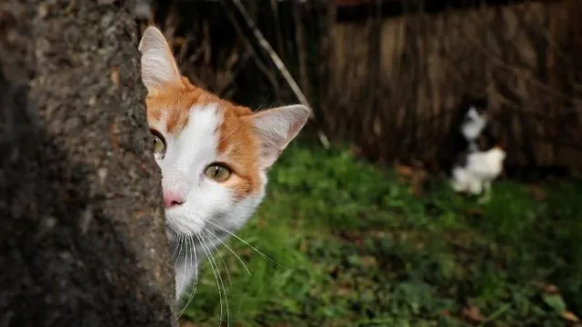 Istanbul: Kota Ribuan Kucing Liar. Jangan Kaget Kalau di Pinggir Jalan Banyak Kandang Berjejer 21