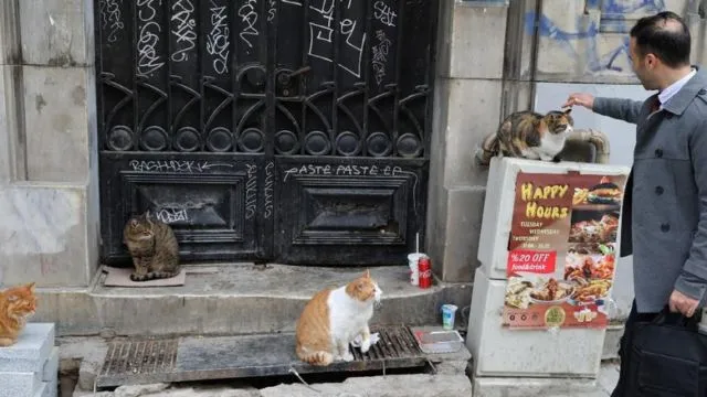 Istanbul: Kota Ribuan Kucing Liar. Jangan Kaget Kalau di Pinggir Jalan Banyak Kandang Berjejer 20