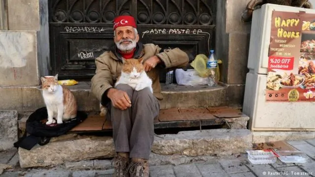 Istanbul: Kota Ribuan Kucing Liar. Jangan Kaget Kalau di Pinggir Jalan Banyak Kandang Berjejer 14
