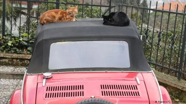 Istanbul: Kota Ribuan Kucing Liar. Jangan Kaget Kalau di Pinggir Jalan Banyak Kandang Berjejer 22