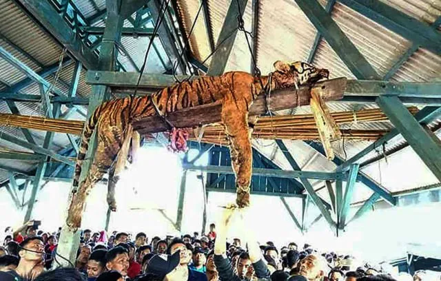Harimau yang Sangat Langka Dibunuh dan Dipertontonkan. Katanya Sih Karena Bikin Resah Warga 6