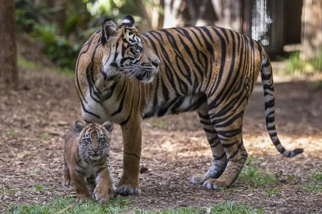 Harimau yang Sangat Langka Dibunuh dan Dipertontonkan. Katanya Sih Karena Bikin Resah Warga 8