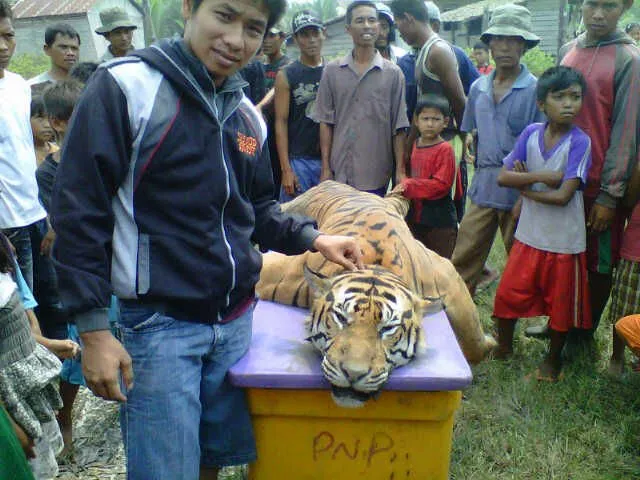 Harimau yang Sangat Langka Dibunuh dan Dipertontonkan. Katanya Sih Karena Bikin Resah Warga 10