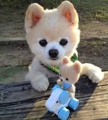 Saking Lucunya, Makhluk Ini Nggak Ada Bedanya dengan Boneka. Kamu Bisa Bedainnya Nggak? 20