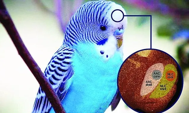 Ini 5 Rahasia Kenapa Burung Beo Pintar Meniru Suara Manusia. Bahkan Bisa Merdu Juga Kalau Nyanyi! 7