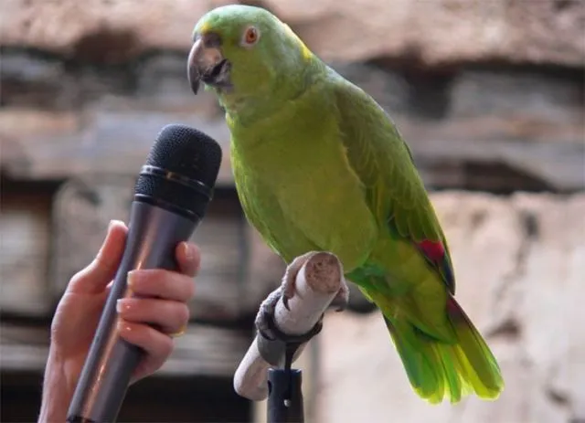 Ini 5 Rahasia Kenapa Burung Beo Pintar Meniru Suara Manusia. Bahkan Bisa Merdu Juga Kalau Nyanyi! 6