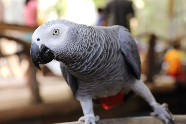 Ini 5 Rahasia Kenapa Burung Beo Pintar Meniru Suara Manusia. Bahkan Bisa Merdu Juga Kalau Nyanyi! 10