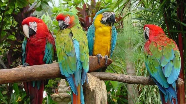 Ini 5 Rahasia Kenapa Burung Beo Pintar Meniru Suara Manusia. Bahkan Bisa Merdu Juga Kalau Nyanyi! 9
