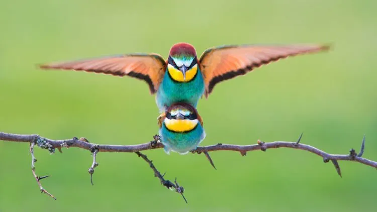 Nih Daftar Pemenang Kompetisi Foto Sony Photography Awards 2018. Simak Karya Terbaik Para Juara! 18