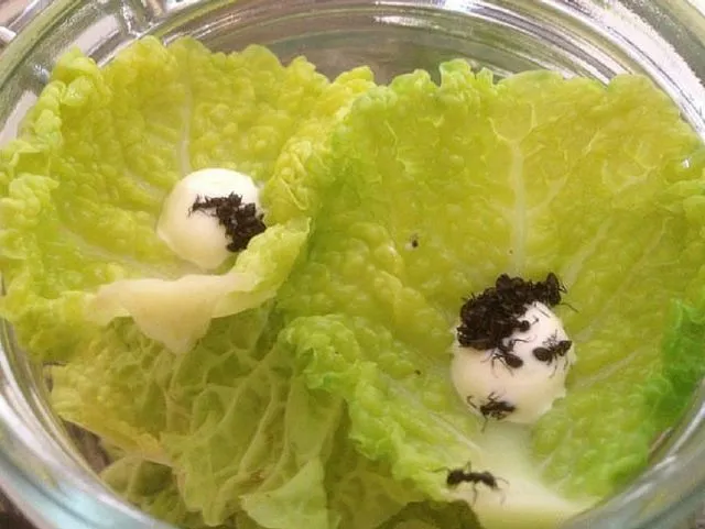 8 Hewan yang Emang Sering Dimakan Hidup-hidup di Seluruh Dunia. Semut Pun Dibuat Jadi Salad! 15