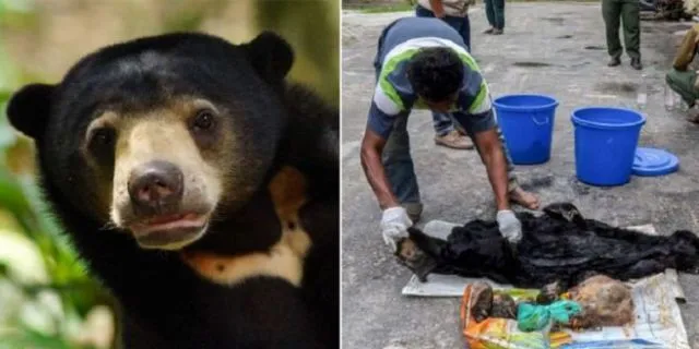 10 Hewan yang Sering Dikira Hewan Biasa Padahal Langka atau Dilindungi. Yuk Lebih Peduli! 12
