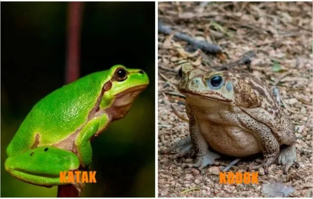 Oalah, 10 Hal ini ternyata Punya Banyak Perbedaan, Seenaknya Kita Anggap Sama Aja Selama ini 18