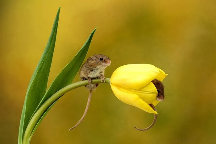 10 Foto Tikus di Dalam Bunga Tulip Karya Miles Herbert Ini Imut dan Gemesin Banget Sih! 14