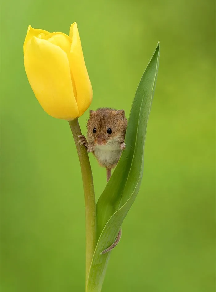 10 Foto Tikus di Dalam Bunga Tulip Karya Miles Herbert Ini Imut dan Gemesin Banget Sih! 16