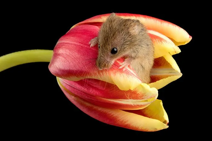 10 Foto Tikus di Dalam Bunga Tulip Karya Miles Herbert Ini Imut dan Gemesin Banget Sih! 17