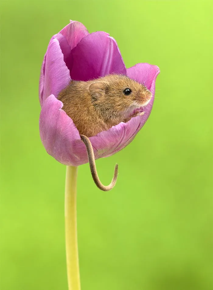 10 Foto Tikus di Dalam Bunga Tulip Karya Miles Herbert Ini Imut dan Gemesin Banget Sih! 15