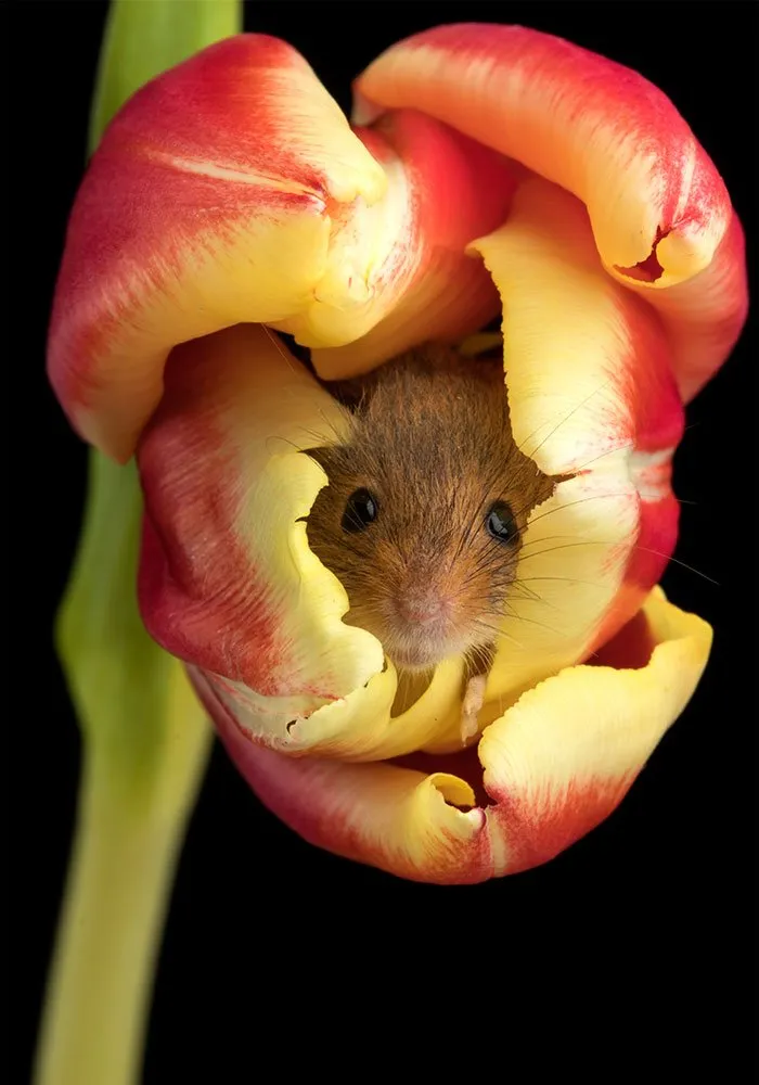 10 Foto Tikus di Dalam Bunga Tulip Karya Miles Herbert Ini Imut dan Gemesin Banget Sih! 19