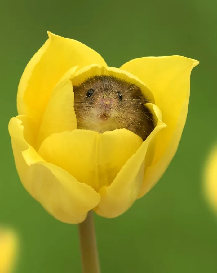 10 Foto Tikus di Dalam Bunga Tulip Karya Miles Herbert Ini Imut dan Gemesin Banget Sih! 11