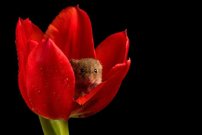 10 Foto Tikus di Dalam Bunga Tulip Karya Miles Herbert Ini Imut dan Gemesin Banget Sih! 12