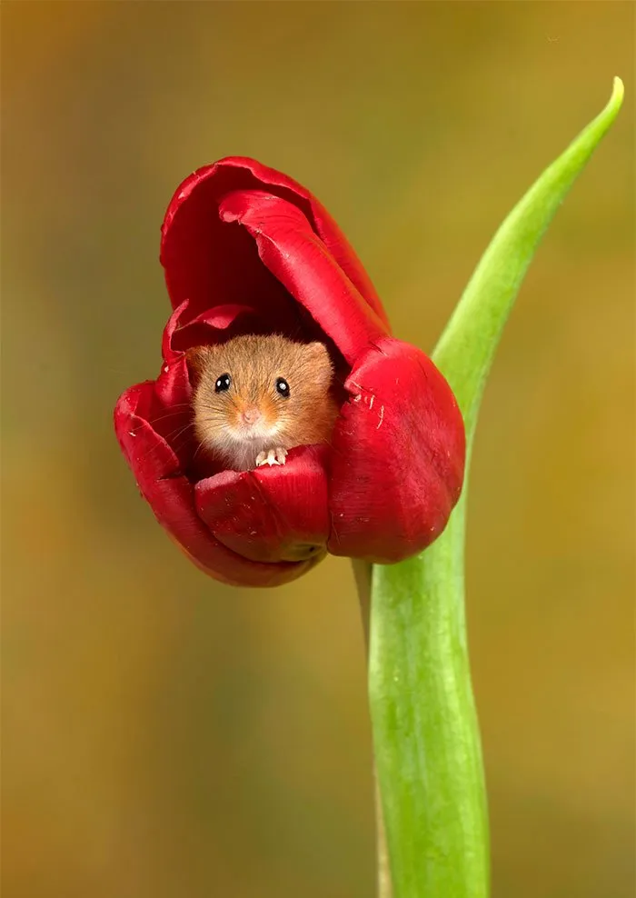 10 Foto Tikus di Dalam Bunga Tulip Karya Miles Herbert Ini Imut dan Gemesin Banget Sih! 13