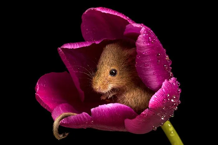 10 Foto Tikus di Dalam Bunga Tulip Karya Miles Herbert Ini Imut dan Gemesin Banget Sih! 18