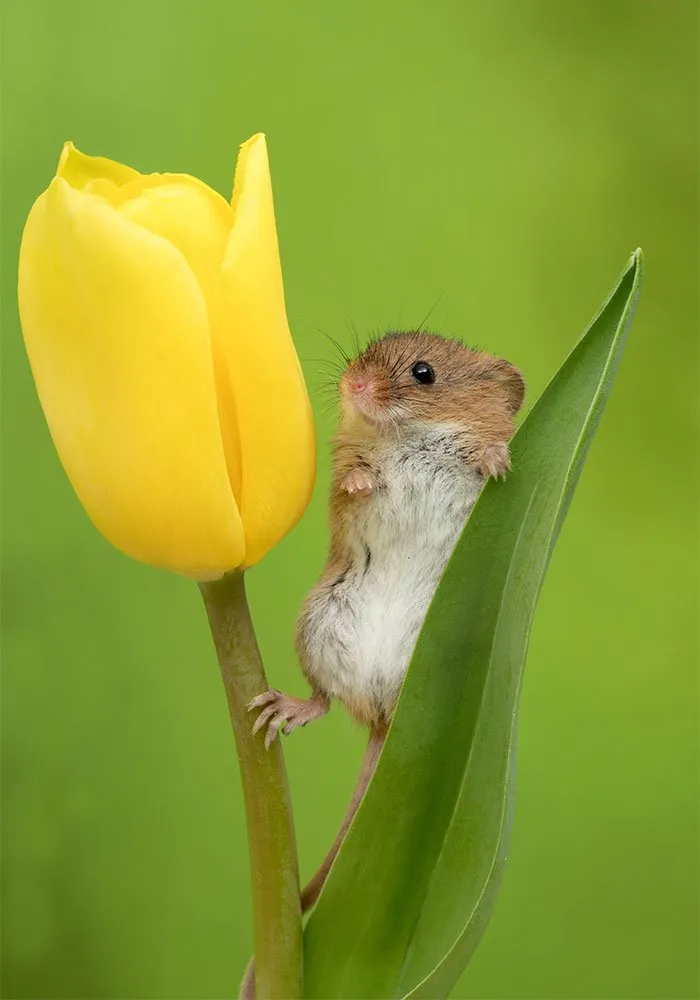 10 Foto Tikus di Dalam Bunga Tulip Karya Miles Herbert Ini Imut dan Gemesin Banget Sih! 20