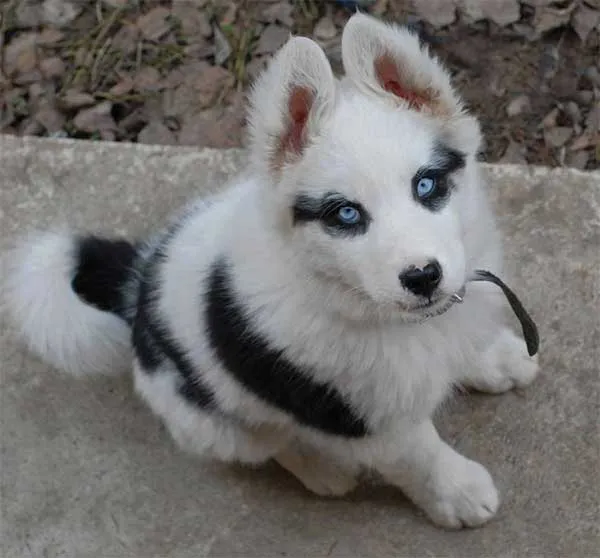 13 Pola Unik yang Ada di Tubuh Anjing ini Memang Bikin Gemas. Kok Bisa Sih Bentuknya Kayak Gitu? 21
