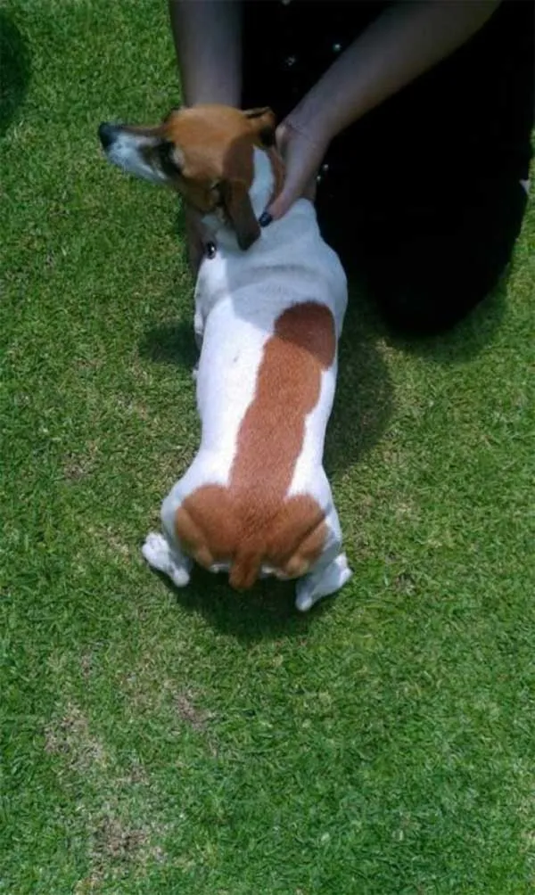 13 Pola Unik yang Ada di Tubuh Anjing ini Memang Bikin Gemas. Kok Bisa Sih Bentuknya Kayak Gitu? 24