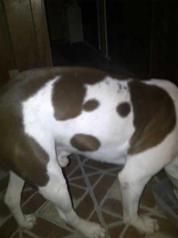 13 Pola Unik yang Ada di Tubuh Anjing ini Memang Bikin Gemas. Kok Bisa Sih Bentuknya Kayak Gitu? 14
