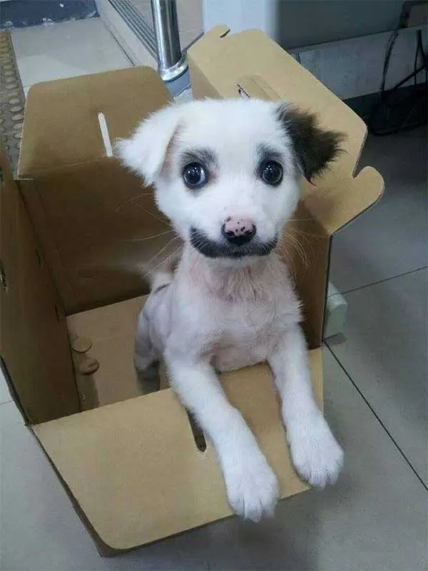 13 Pola Unik yang Ada di Tubuh Anjing ini Memang Bikin Gemas. Kok Bisa Sih Bentuknya Kayak Gitu? 25