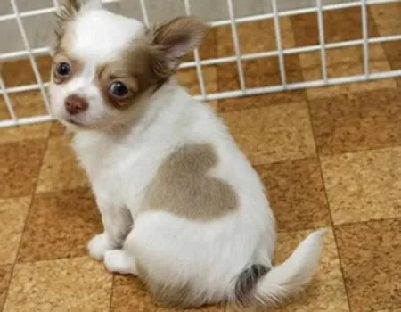 13 Pola Unik yang Ada di Tubuh Anjing ini Memang Bikin Gemas. Kok Bisa Sih Bentuknya Kayak Gitu? 22