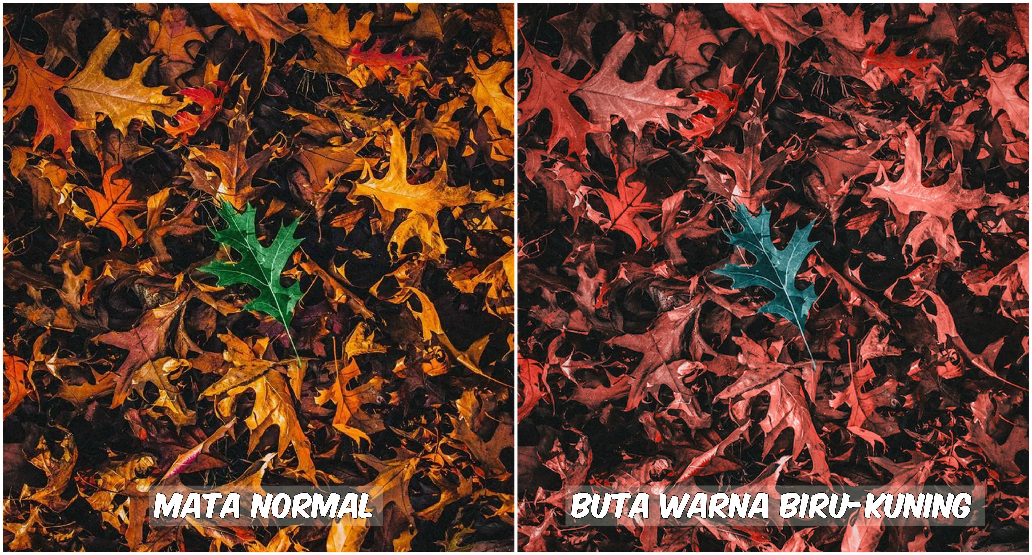 Begini Pemandangan yang Dilihat oleh Penderita Buta Warna. Fotografer Ini Menjelaskannya Lewat Foto 11