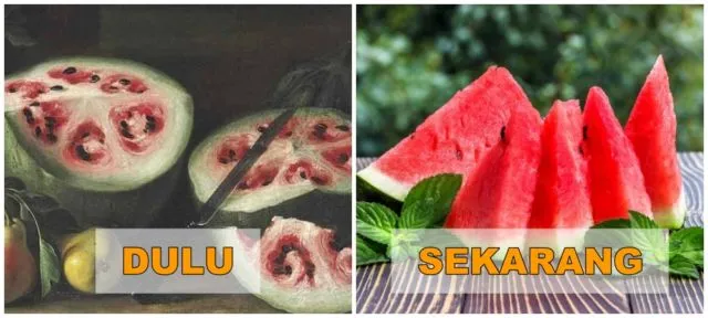 7+ Potret Buah dan Sayur Sebelum Direkayasa Genetik. Beda Banget Sama yang Kita Kenal Sekarang! 11