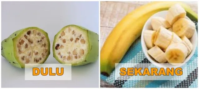 7+ Potret Buah dan Sayur Sebelum Direkayasa Genetik. Beda Banget Sama yang Kita Kenal Sekarang! 12