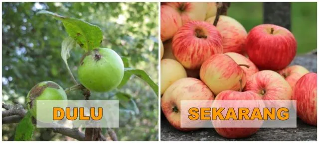 7+ Potret Buah dan Sayur Sebelum Direkayasa Genetik. Beda Banget Sama yang Kita Kenal Sekarang! 15