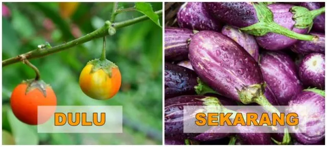 7+ Potret Buah dan Sayur Sebelum Direkayasa Genetik. Beda Banget Sama yang Kita Kenal Sekarang! 16