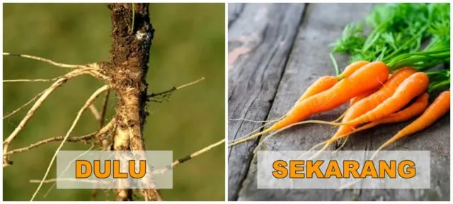 7+ Potret Buah dan Sayur Sebelum Direkayasa Genetik. Beda Banget Sama yang Kita Kenal Sekarang! 10