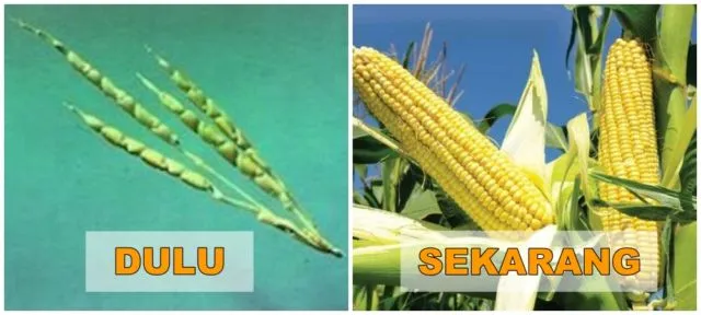 7+ Potret Buah dan Sayur Sebelum Direkayasa Genetik. Beda Banget Sama yang Kita Kenal Sekarang! 9
