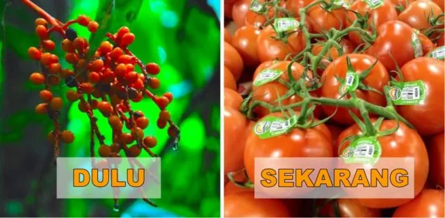 7+ Potret Buah dan Sayur Sebelum Direkayasa Genetik. Beda Banget Sama yang Kita Kenal Sekarang! 14