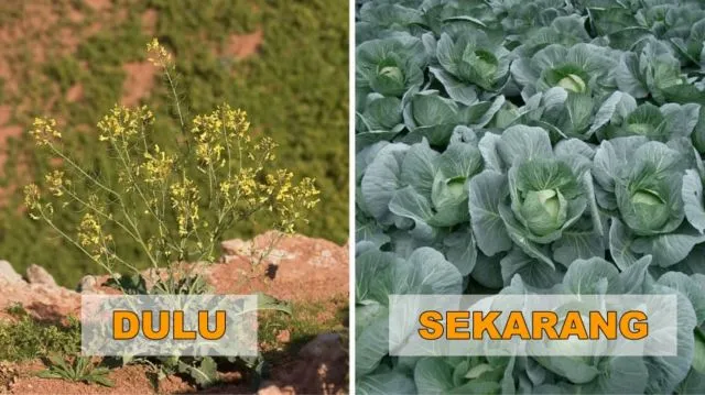 7+ Potret Buah dan Sayur Sebelum Direkayasa Genetik. Beda Banget Sama yang Kita Kenal Sekarang! 13
