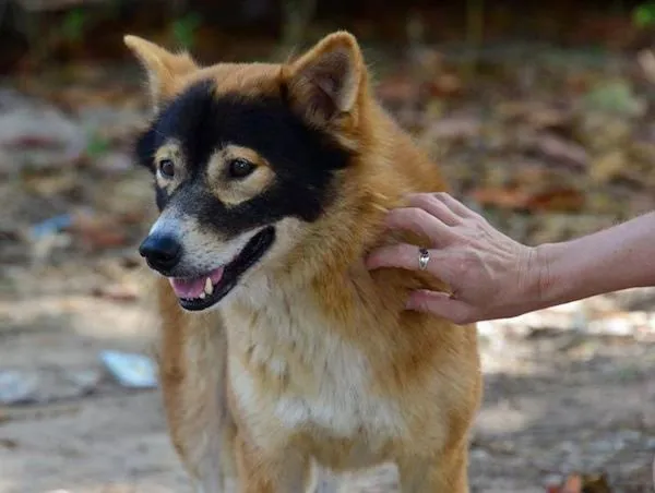13 Pola Unik yang Ada di Tubuh Anjing ini Memang Bikin Gemas. Kok Bisa Sih Bentuknya Kayak Gitu? 23