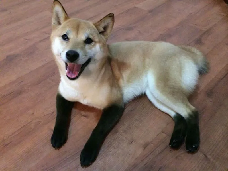 13 Pola Unik yang Ada di Tubuh Anjing ini Memang Bikin Gemas. Kok Bisa Sih Bentuknya Kayak Gitu? 19